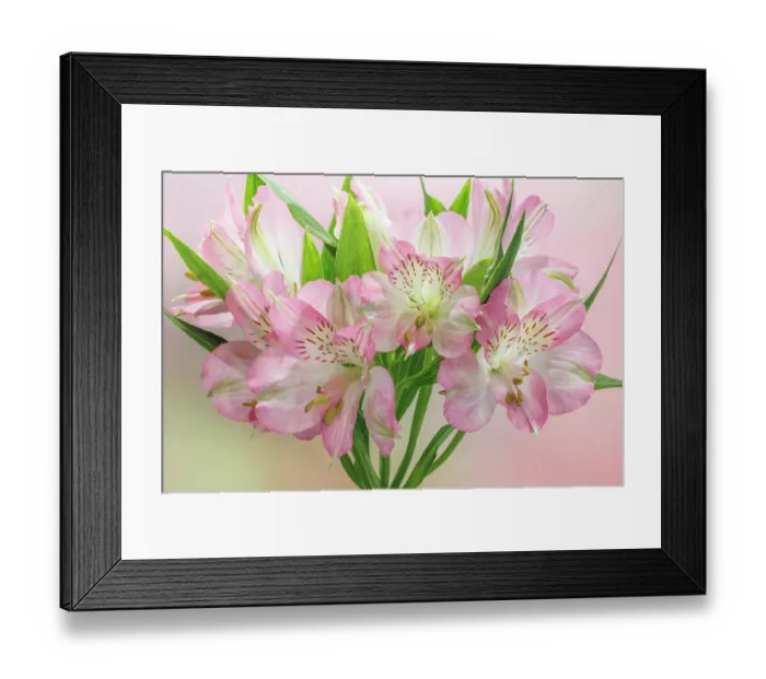 Framed Print : USA, Washington State, Seabeck. Bouquet of alstroemeria flowers Framed Print : USA, Washington State, Seabeck. Bouquet of alstroemeria flowers