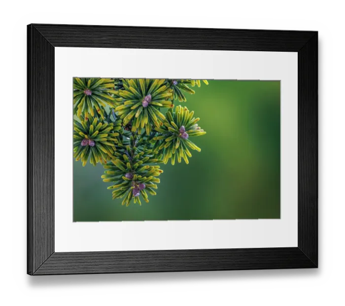 Framed Print : USA, Washington State, Seabeck. Close-up of Korean firs with pollen cones