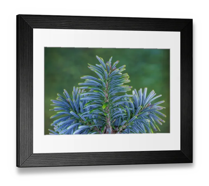 Framed Print : USA, Washington State, Seabeck. Blue underside of Korean fir needles