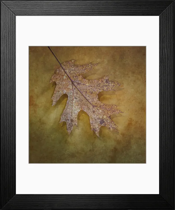 Framed Print : USA, Washington State, Seabeck. Close-up of fallen oak leaf Framed Print : USA, Washington State, Seabeck. Close-up of fallen oak leaf