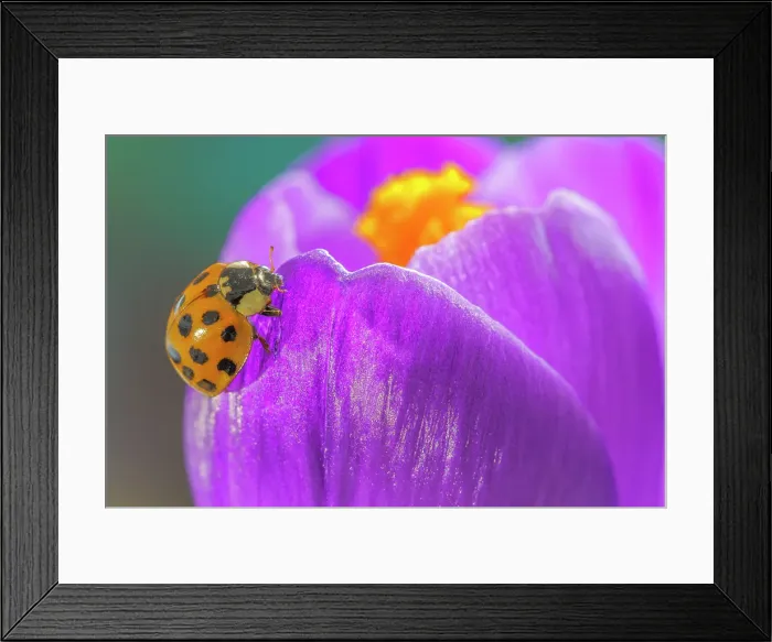 Framed Print : USA, Washington State, Seabeck. Lady bug on crocus flower