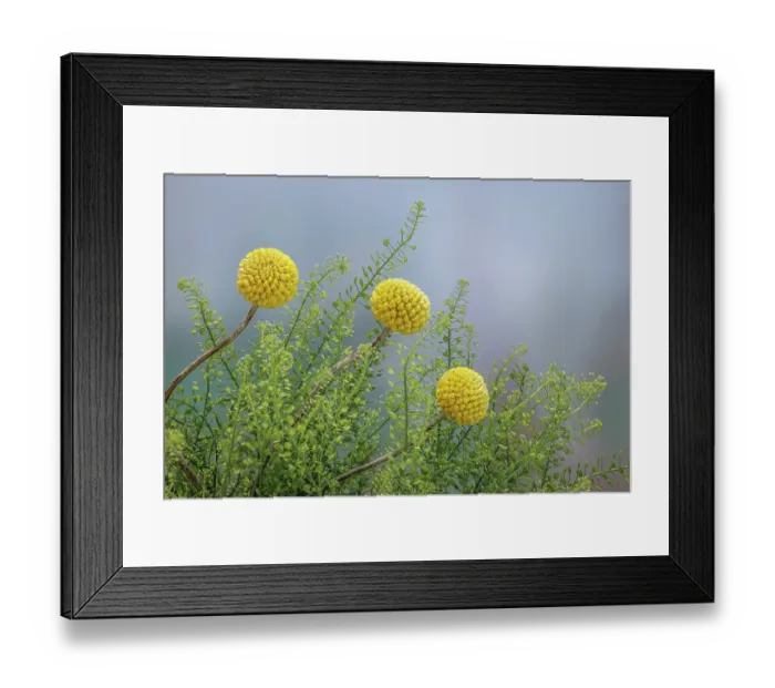 Framed Print : USA, Washington State, Seabeck. Drumstick flower and green dragon aster plant
