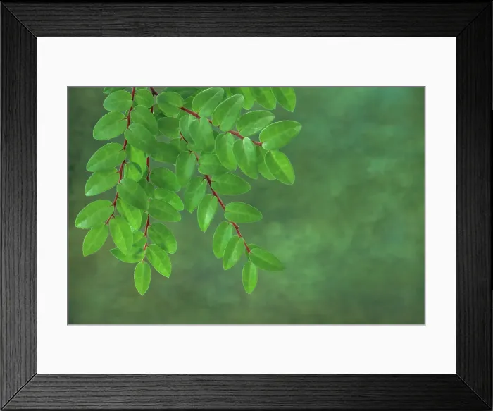 Framed Print : USA, Washington State, Seabeck. Huckleberry branch in spring Framed Print : USA, Washington State, Seabeck. Huckleberry branch in spring