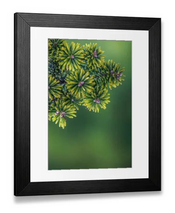 Framed Print : USA, Washington State, Seabeck. Close-up of Korean firs with pollen cones Framed Print : USA, Washington State, Seabeck. Close-up of Korean firs with pollen cones