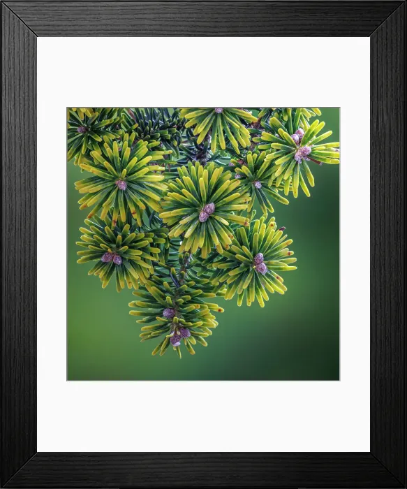 Framed Print : USA, Washington State, Seabeck. Close-up of Korean firs with pollen cones Framed Print : USA, Washington State, Seabeck. Close-up of Korean firs with pollen cones