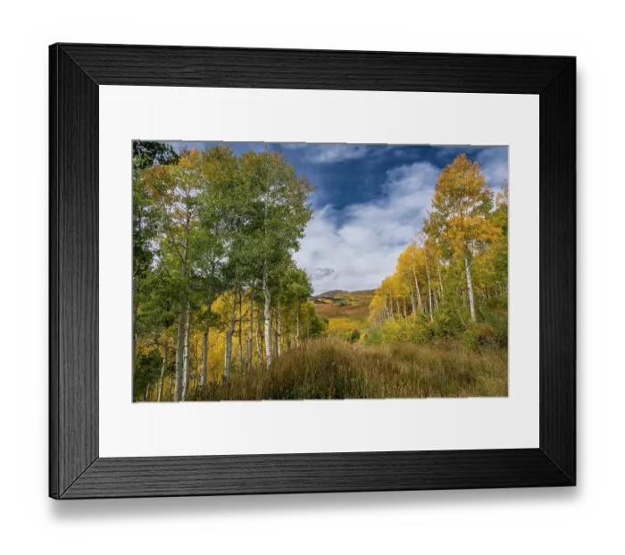 Framed Print : USA, Utah. Landscape of Aspen trees and peak fall foliage near Park City and Guardsman's Pass Framed Print : USA, Utah. Landscape of Aspen trees and peak fall foliage near Park City and Guardsman's Pass