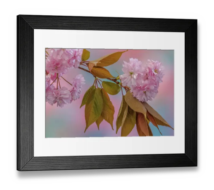 Framed Print : USA, Washington State, Seabeck. Flowering Japanese cherry tree branch Framed Print : USA, Washington State, Seabeck. Flowering Japanese cherry tree branch