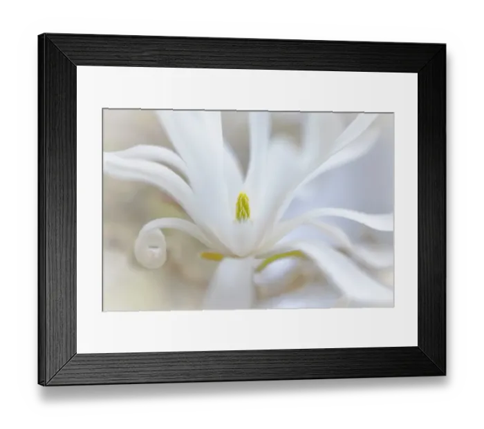 Framed Print : USA, Washington State, Seabeck. White magnolia blossom close-up Framed Print : USA, Washington State, Seabeck. White magnolia blossom close-up