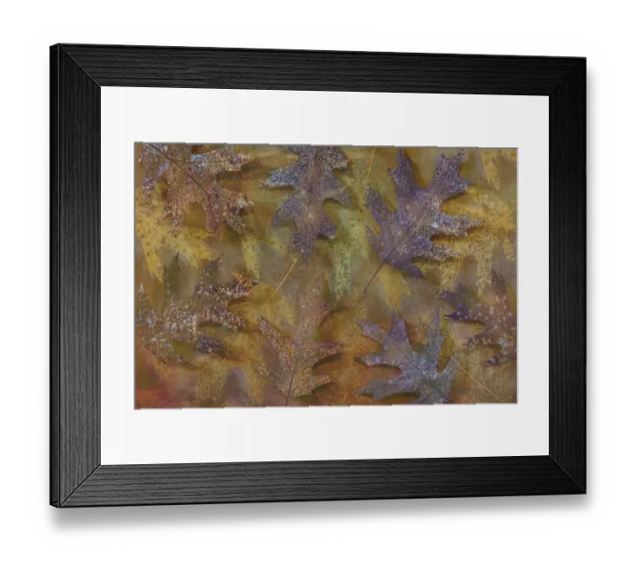 Framed Print : USA, Washington State, Seabeck. Montage of autumn oak leaves Framed Print : USA, Washington State, Seabeck. Montage of autumn oak leaves