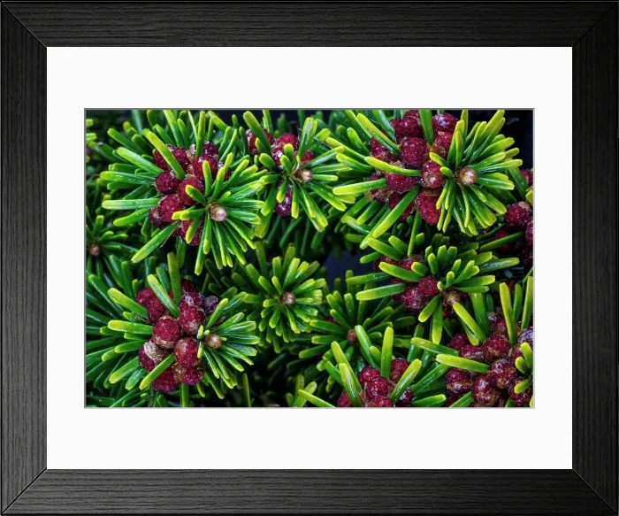 Framed Print : USA, Washington State, Seabeck. Close-up of Korean firs with pollen cones Framed Print : USA, Washington State, Seabeck. Close-up of Korean firs with pollen cones