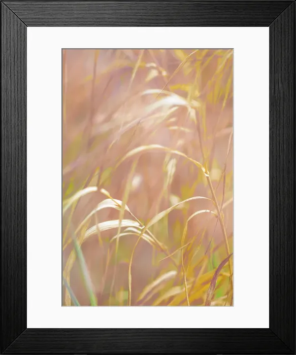 Framed Print : USA, Washington State, Seabeck, Scenic Beach State Park. Dried grasses close-up Framed Print : USA, Washington State, Seabeck, Scenic Beach State Park. Dried grasses close-up