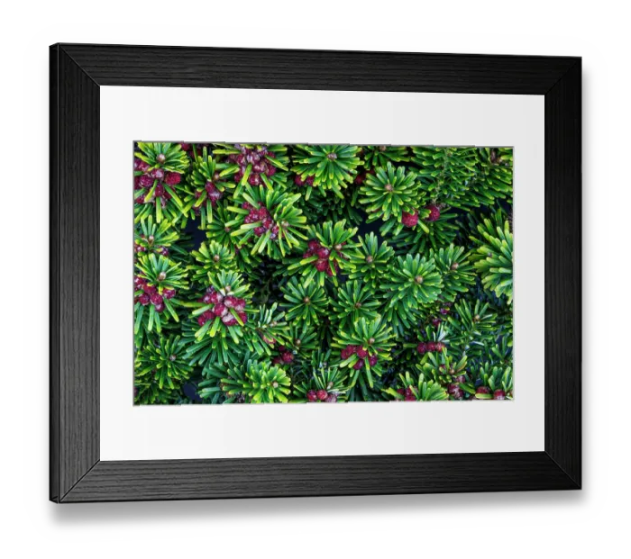 Framed Print : USA, Washington State, Seabeck. Close-up of Korean firs with pollen cones