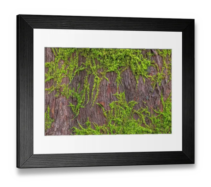 Framed Print : USA, Washington State, Seabeck, Scenic Beach State Park. Moss on madrone tree Framed Print : USA, Washington State, Seabeck, Scenic Beach State Park. Moss on madrone tree