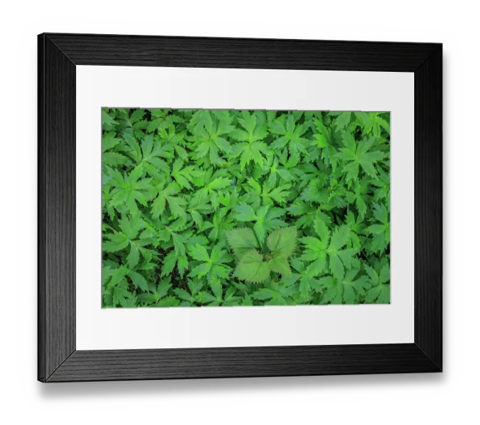 Framed Print : USA, Washington State, Seabeck, Guillemot Cove Nature Reserve. Stinging nettle and waterleaf foliage in spring Framed Print : USA, Washington State, Seabeck, Guillemot Cove Nature Reserve. Stinging nettle and waterleaf foliage in spring