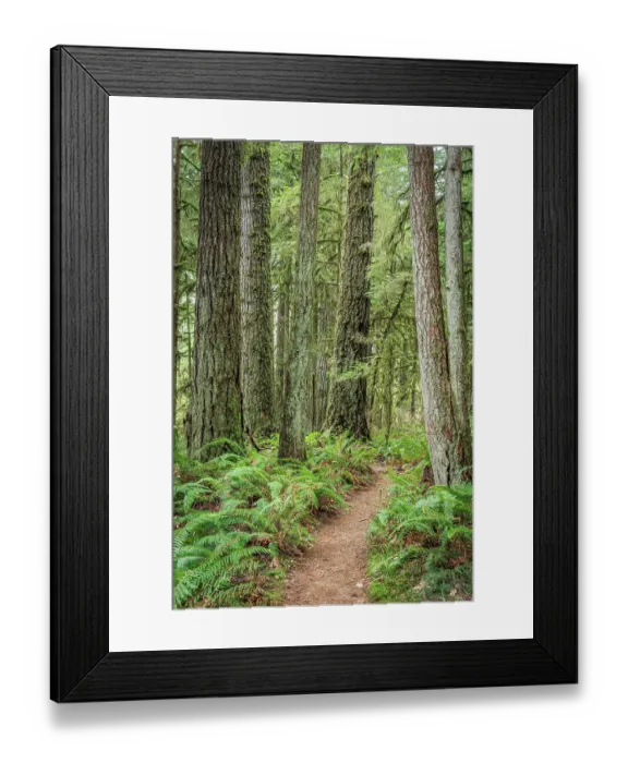 Framed Print : USA, Washington State, Bremerton. Forest trail in Rhododendron Preserve