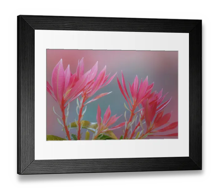 Framed Print : USA, Washington State, Seabeck. Close-up of Japanese pieris plants Framed Print : USA, Washington State, Seabeck. Close-up of Japanese pieris plants