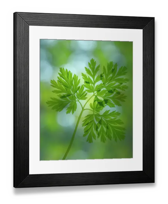 Framed Print : USA, Washington State, Seabeck. Pacific bleeding heart leaves