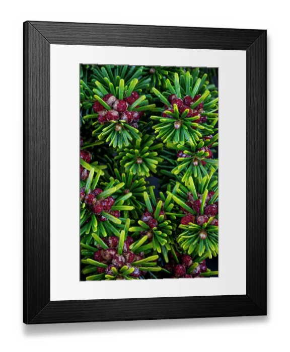 Framed Print : USA, Washington State, Seabeck. Close-up of Korean fir with pollen cones