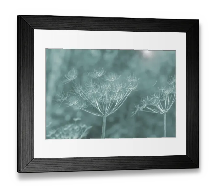 Framed Print : USA, Washington State, Seabeck. Bare Queen Anne's lace stems colorized blue