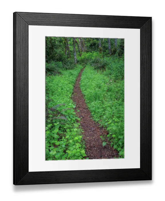 Framed Print : USA, Washington State, Silverdale. Trail through Anderson Landing Preserve