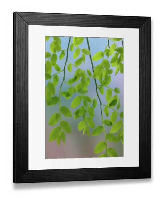Framed Print : USA, Washington State, Seabeck. Huckleberry leaves in spring