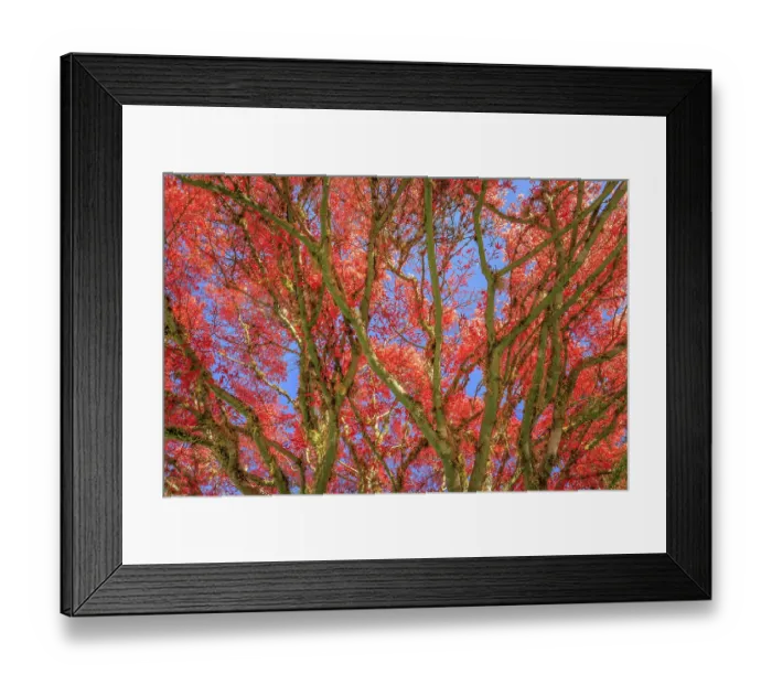 Framed Print : USA, Washington State, Seabeck. Japanese maple tree in autumn color