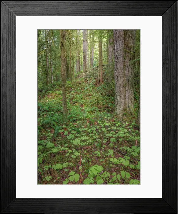 Framed Print : USA, Washington State, Kitsap County. Forest scenic with vanilla leaf plants in foreground Framed Print : USA, Washington State, Kitsap County. Forest scenic with vanilla leaf plants in foreground