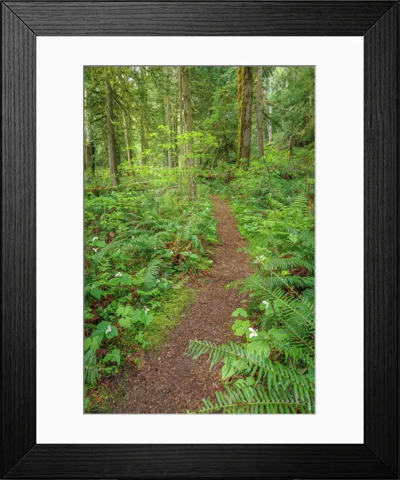 Framed Print : USA, Washington State, Kitsap County. Trail in forest with trillium flowers and sword ferns Framed Print : USA, Washington State, Kitsap County. Trail in forest with trillium flowers and sword ferns