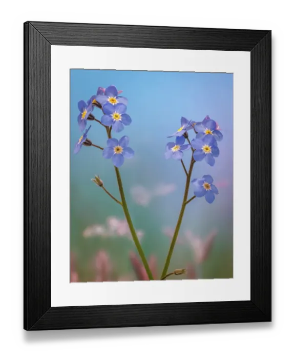 Framed Print : USA, Washington State, Seabeck. Forget-me-not blossoms close-up Framed Print : USA, Washington State, Seabeck. Forget-me-not blossoms close-up