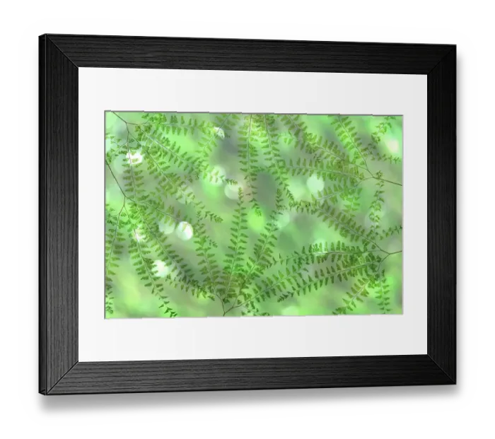 Framed Print : USA, Washington State, Seabeck. Multiple exposure of maidenhair ferns
