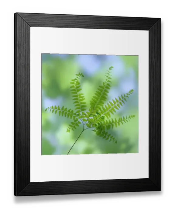 Framed Print : USA, Washington State, Seabeck. Close-up of maidenhair fern branch Framed Print : USA, Washington State, Seabeck. Close-up of maidenhair fern branch