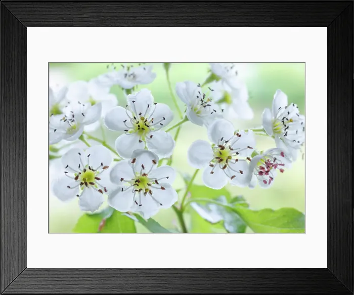 Framed Print : USA, Washington State, Seabeck. Hawthorn blossoms close-up Framed Print : USA, Washington State, Seabeck. Hawthorn blossoms close-up