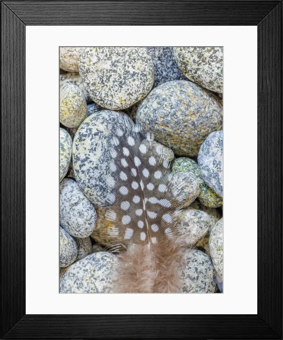 Framed Print : USA, Washington State, Seabeck. Close-up of spotted guinea fowl feather on rocks Framed Print : USA, Washington State, Seabeck. Close-up of spotted guinea fowl feather on rocks
