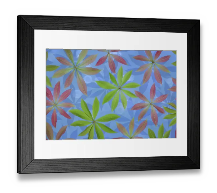 Framed Print : USA, Washington State, Seabeck. Montage of Japanese pieris leaves in spring Framed Print : USA, Washington State, Seabeck. Montage of Japanese pieris leaves in spring