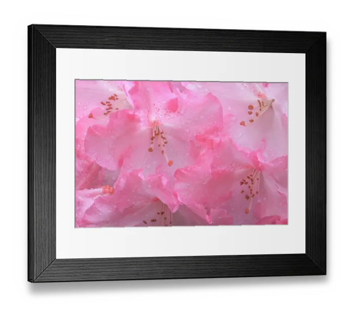 Framed Print : USA, Washington State, Seabeck. Pink rhododendron flower close-up
