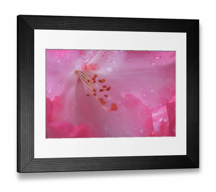 Framed Print : USA, Washington State, Seabeck. Pink rhododendron flower close-up