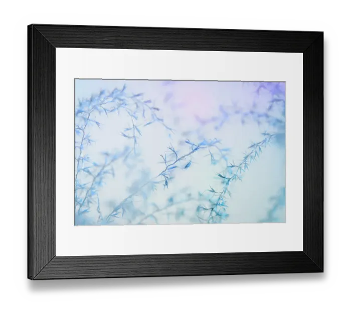 Framed Print : USA, Washington State, Seabeck. Zebra grass seed heads