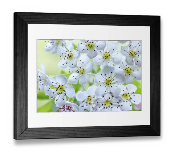 Framed Print : USA, Washington State, Seabeck. Hawthorn blossoms close-up