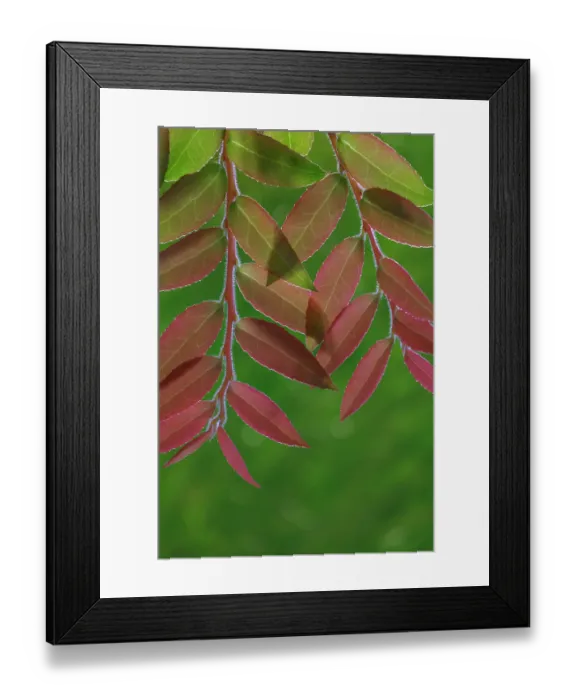 Framed Print : USA, Washington State, Seabeck. Huckleberry leaves in fall Framed Print : USA, Washington State, Seabeck. Huckleberry leaves in fall