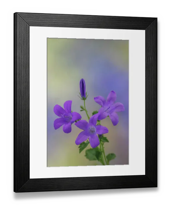 Framed Print : USA, Washington State, Seabeck. Adria bellflower close-up Framed Print : USA, Washington State, Seabeck. Adria bellflower close-up
