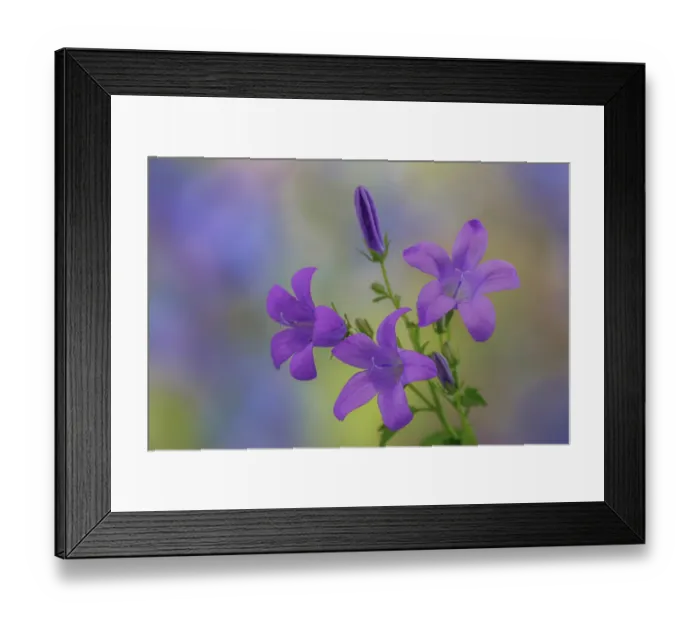 Framed Print : USA, Washington State, Seabeck. Adria bellflower close-up Framed Print : USA, Washington State, Seabeck. Adria bellflower close-up