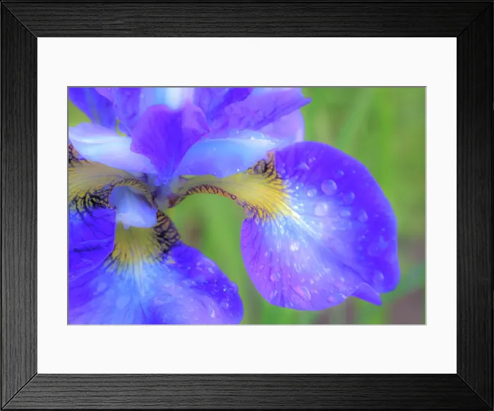 Framed Print : USA, Washington State, Seabeck. Blue iris blossom with raindrops Framed Print : USA, Washington State, Seabeck. Blue iris blossom with raindrops