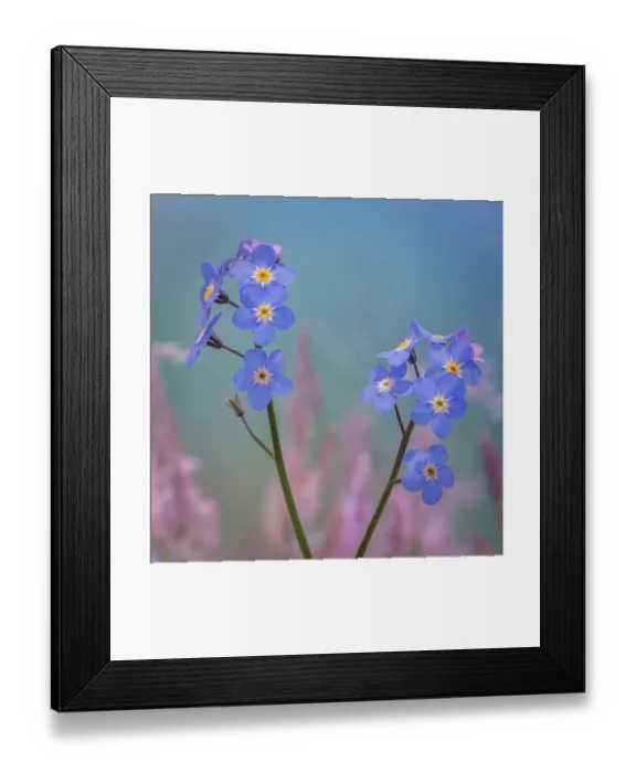 Framed Print : USA, Washington State, Seabeck. Forget-me-not blossoms close-up