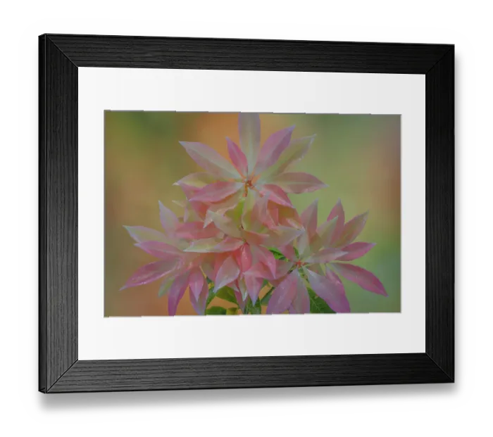 Framed Print : USA, Washington State, Seabeck. Japanese pieris leaves in spring Framed Print : USA, Washington State, Seabeck. Japanese pieris leaves in spring