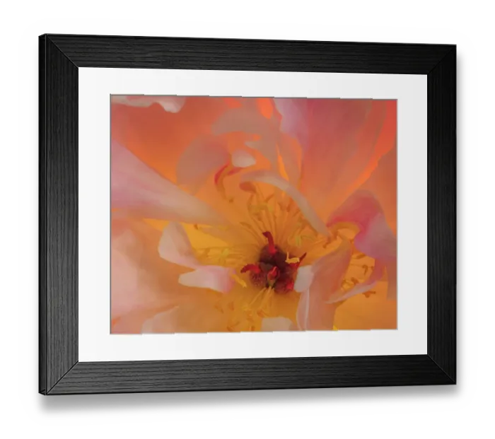 Framed Print : USA, Washington State, Seabeck. Peony flower close-up Framed Print : USA, Washington State, Seabeck. Peony flower close-up