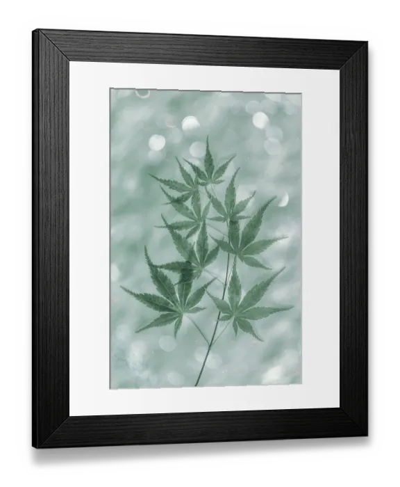 Framed Print : USA, Washington State, Seabeck. Japanese maple tree branch Framed Print : USA, Washington State, Seabeck. Japanese maple tree branch