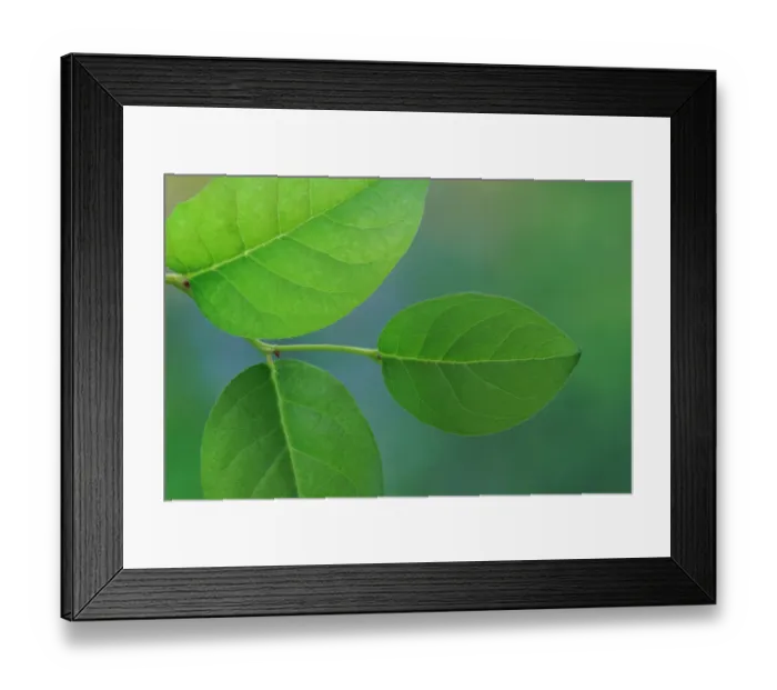Framed Print : USA, Washington State, Seabeck. Close-up of salal leaves Framed Print : USA, Washington State, Seabeck. Close-up of salal leaves