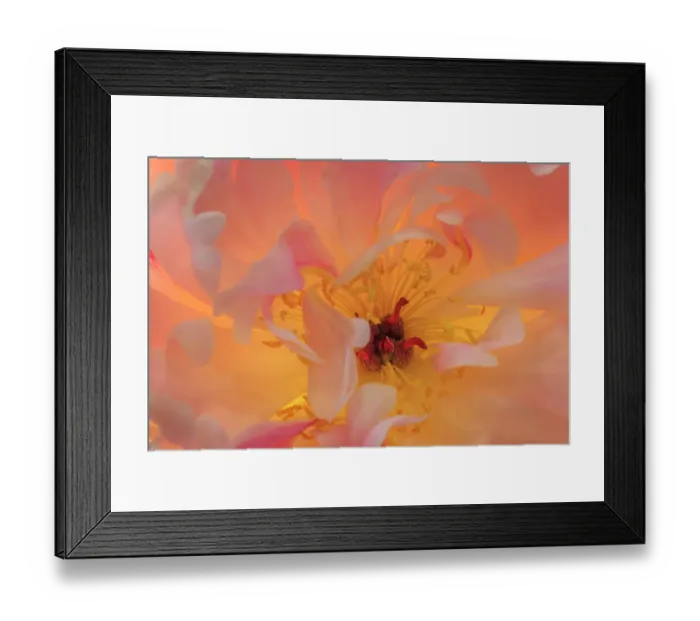 Framed Print : USA, Washington State, Seabeck. Peony flower close-up Framed Print : USA, Washington State, Seabeck. Peony flower close-up