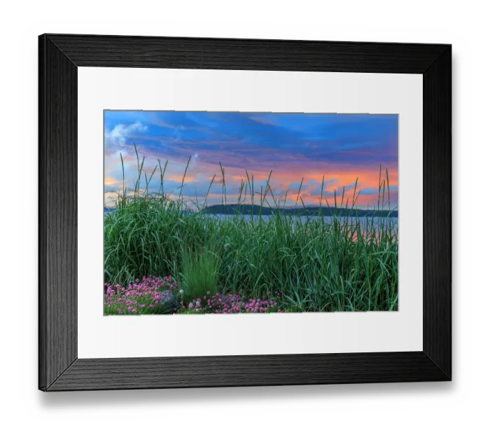 Framed Print : USA, Washington State, Seabeck. Sea grass and sea thrift flowers at sunset on Hood Canal