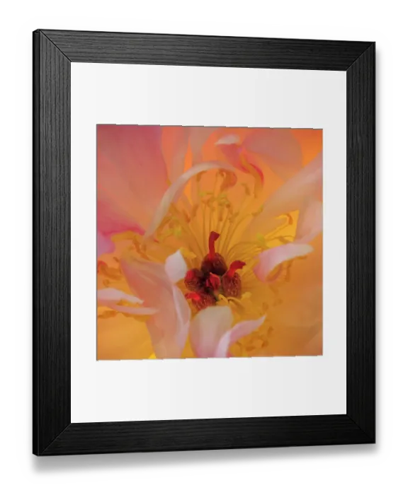 Framed Print : USA, Washington State, Seabeck. Peony flower close-up